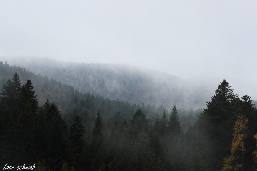 Forêt enveloppée peu à peu par la brume