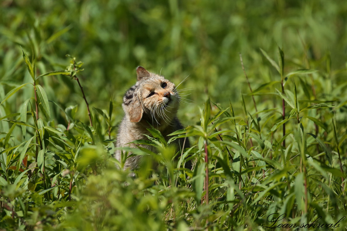 Chat forestier