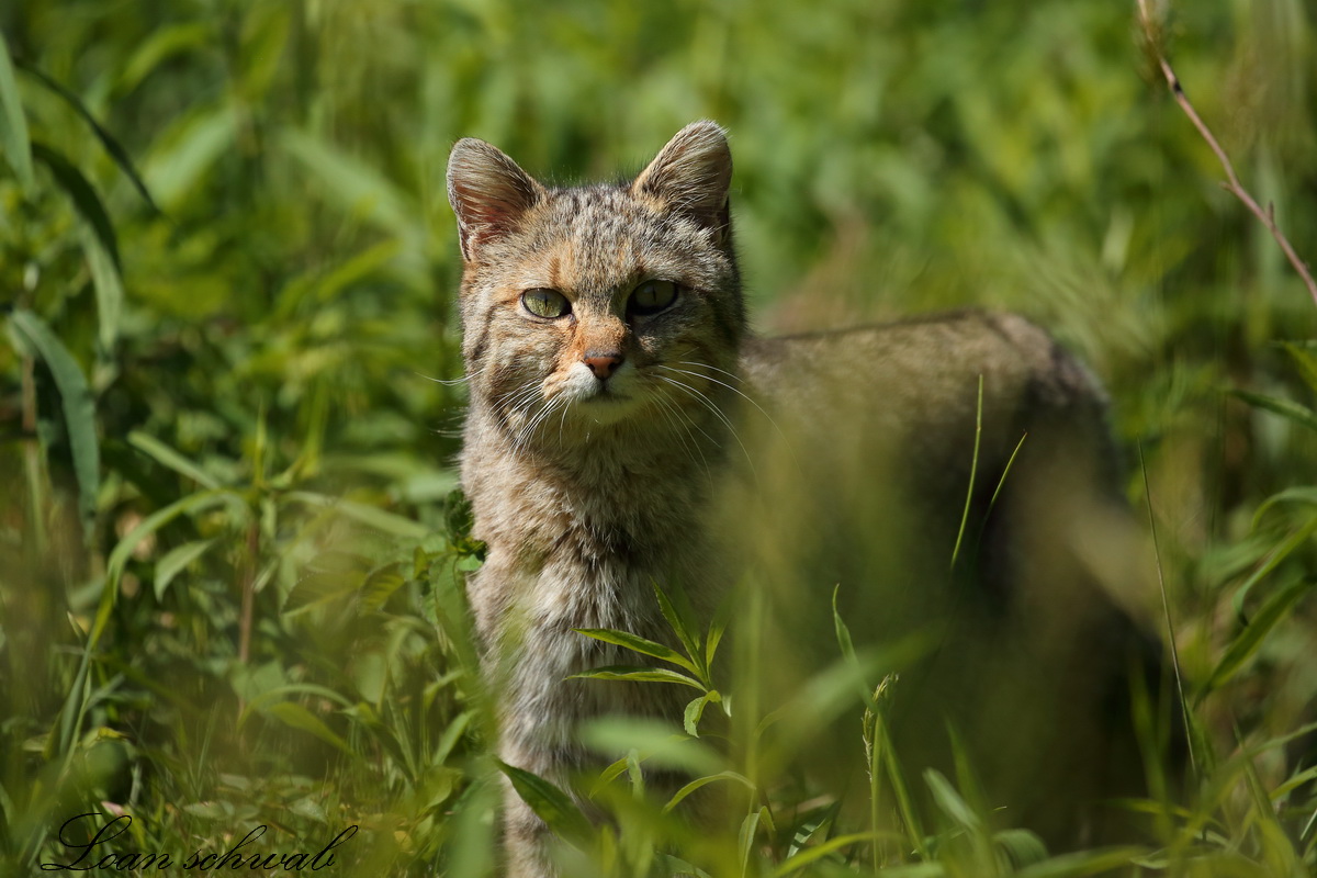 Chat forestier