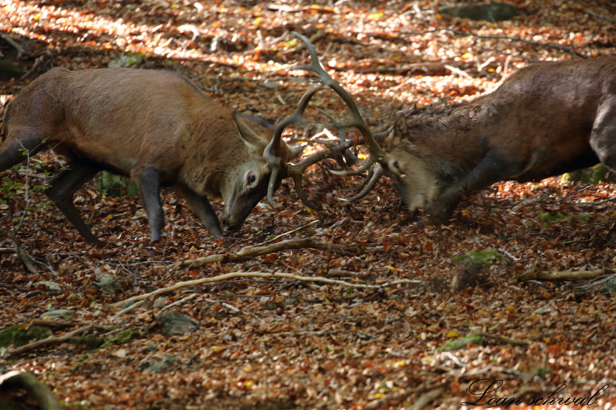 Combat de cerfs