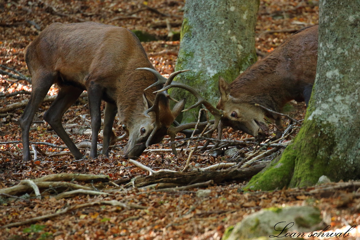 Combat de cerfs