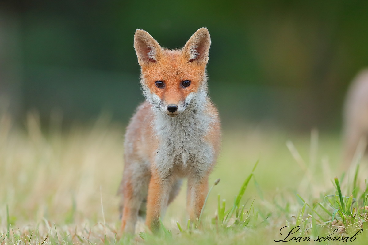 Renard roux