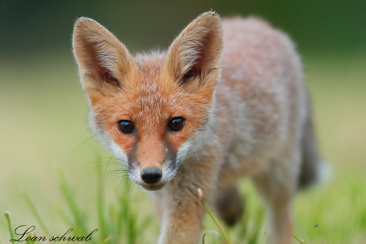 Renard roux