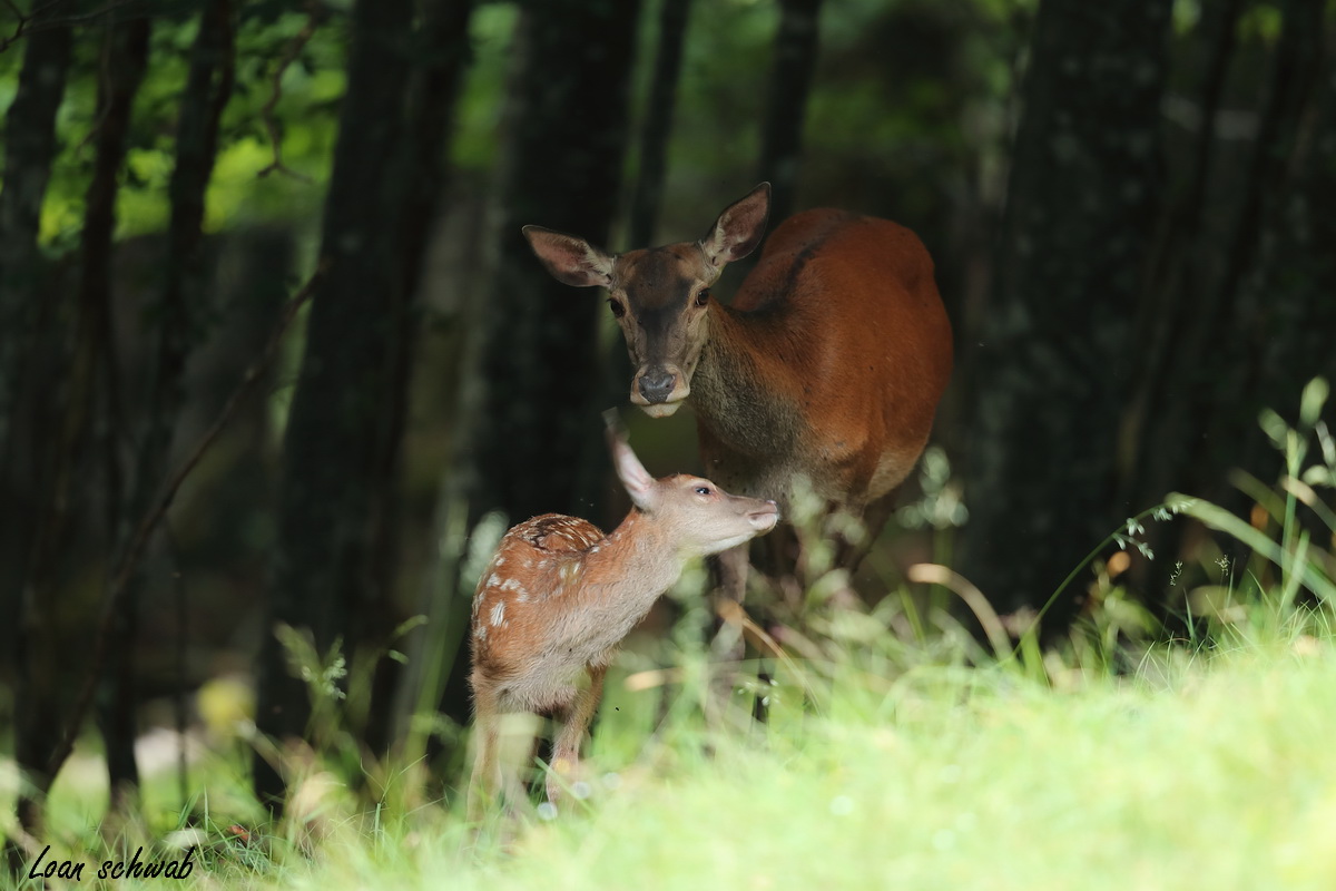 Biche et son faon