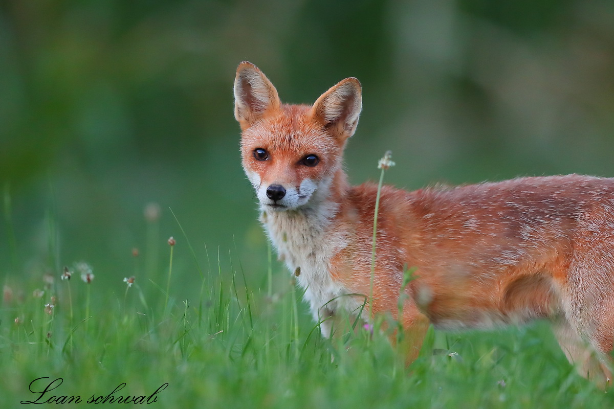 Renard roux