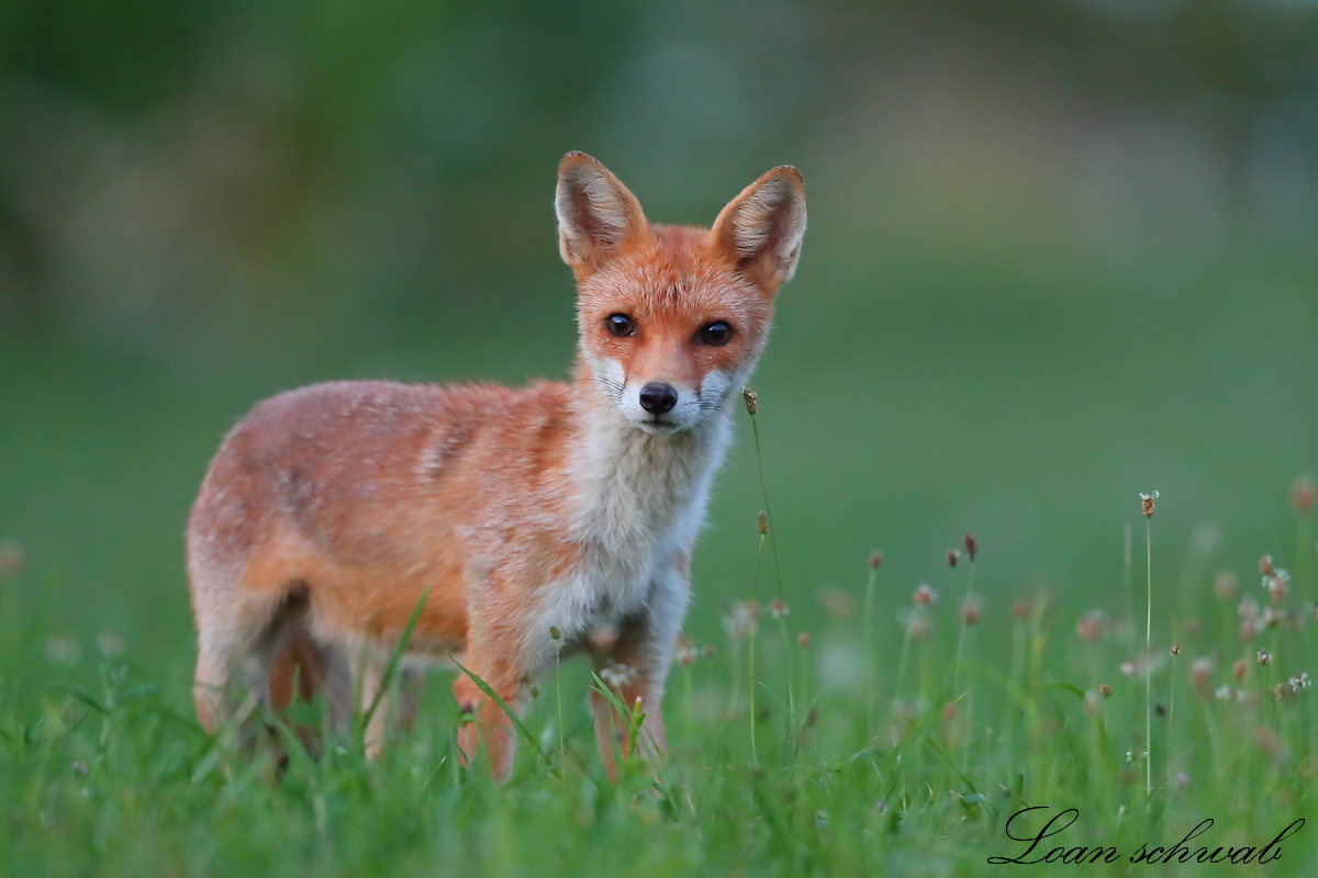 Renard roux