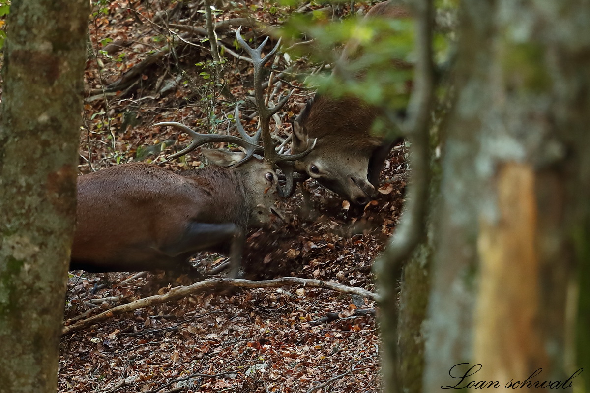 Combat de cerfs