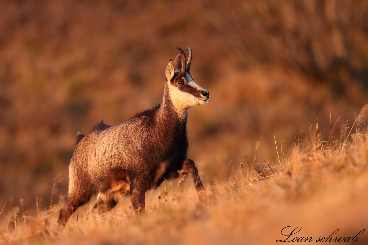 Chamois