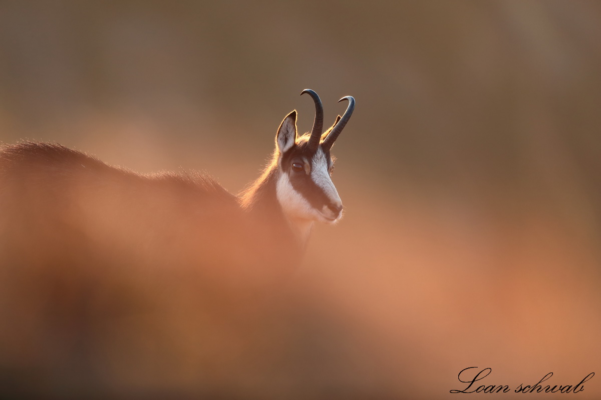 Chamois