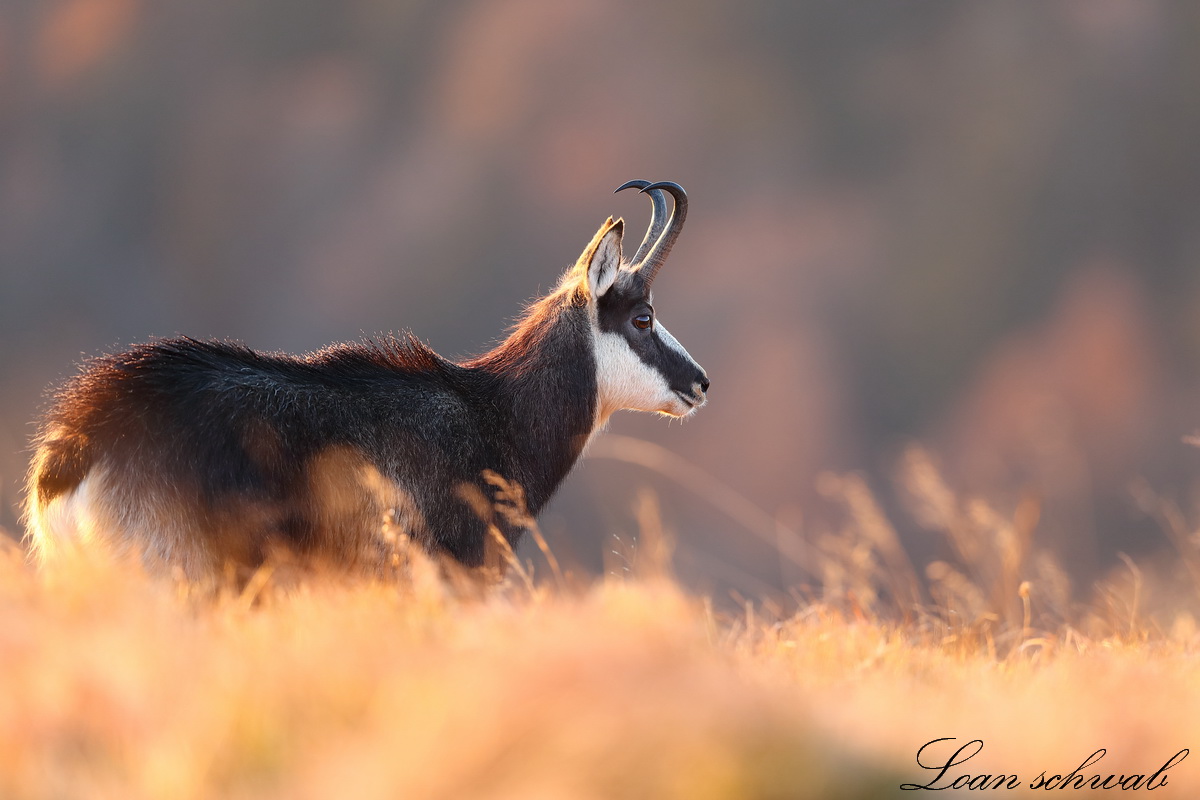 Chamois