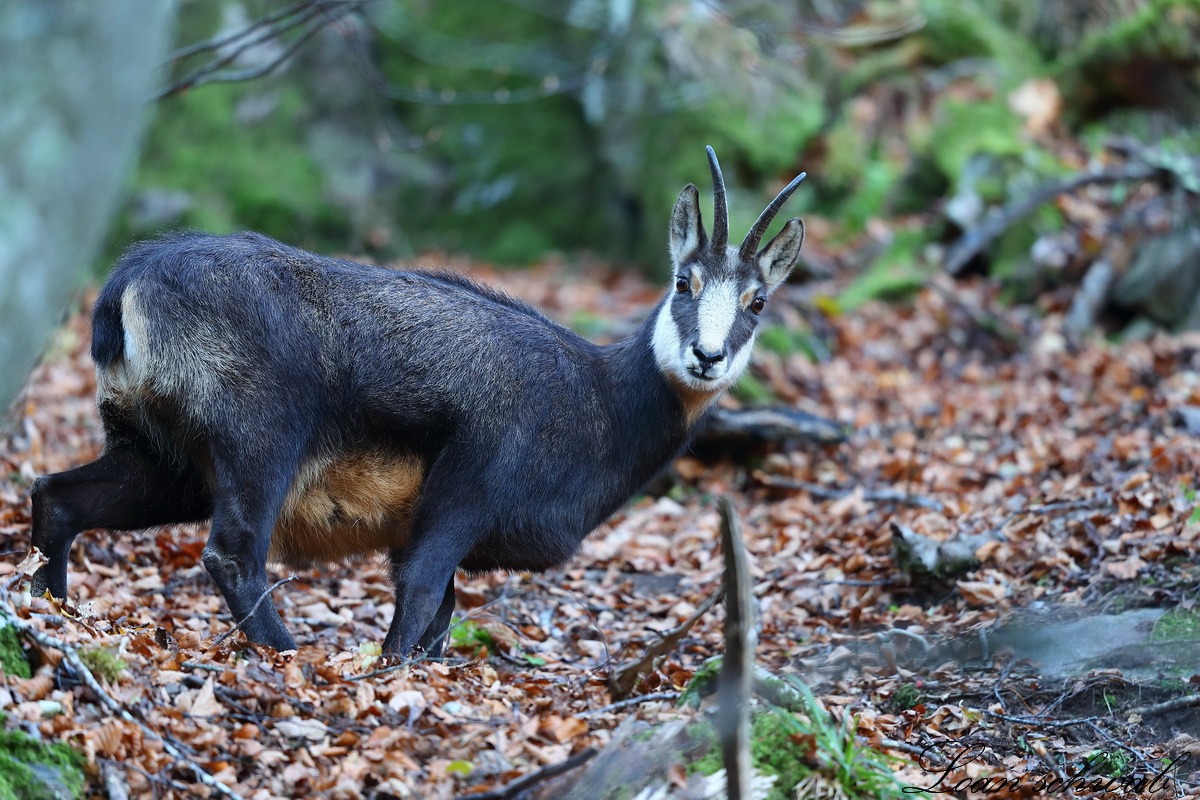 Chamois