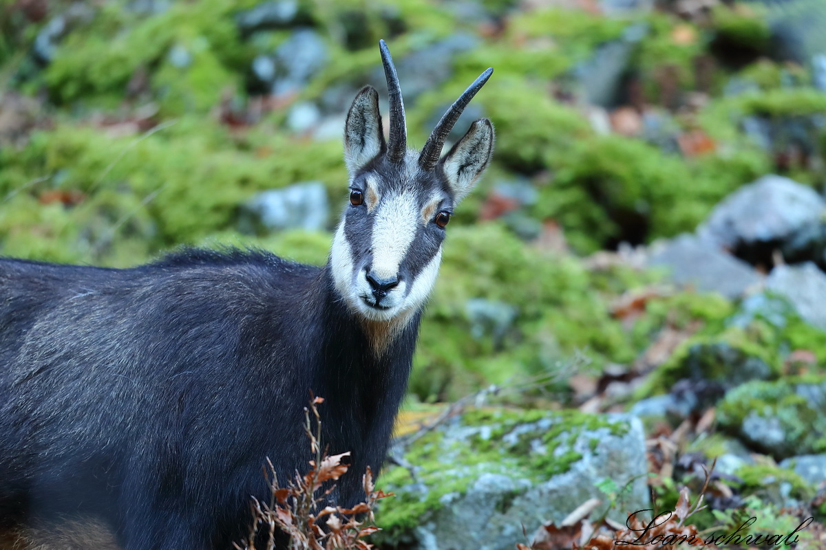 Chamois