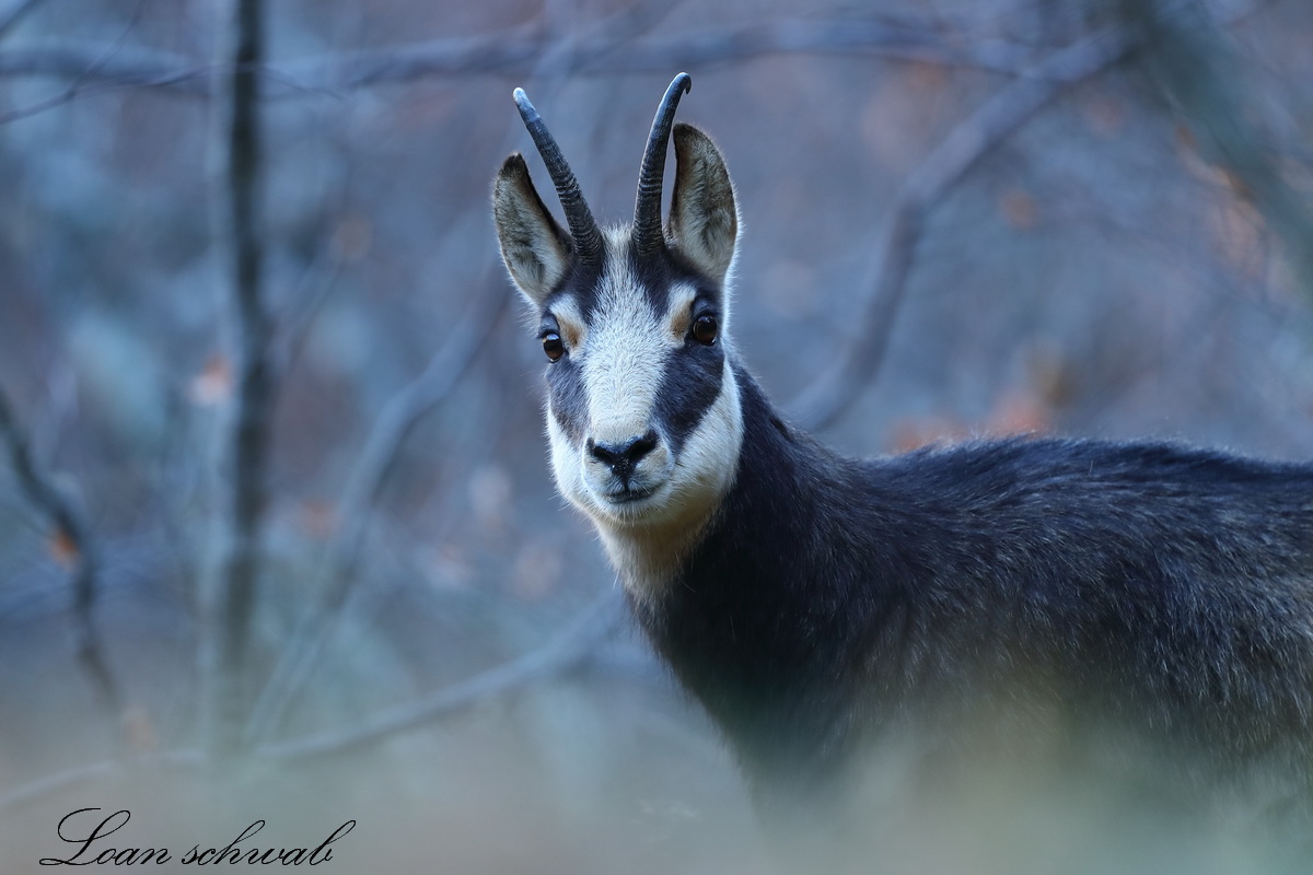 Chamois