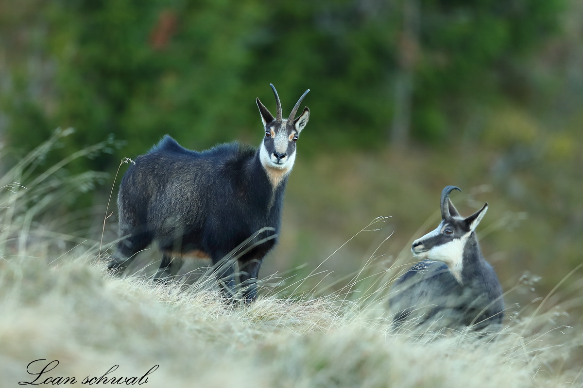 Chamois