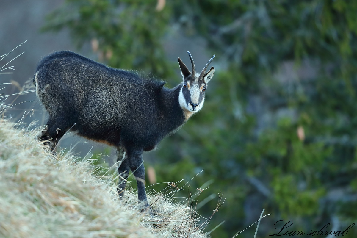 Chamois