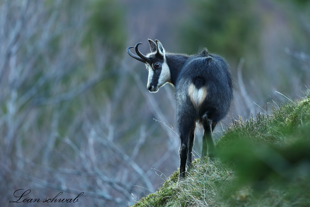 Chamois