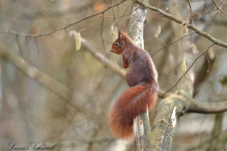  Écureuil roux