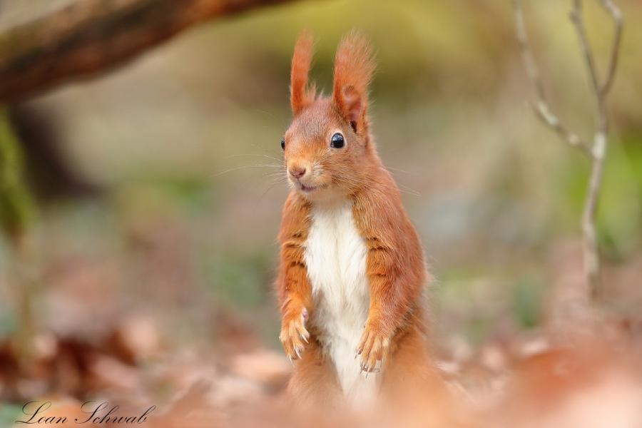  Écureuil roux
